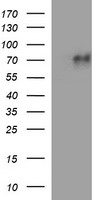 MADCAM1 Antibody