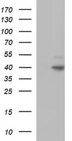 FAS Antibody