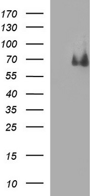 CHAF1B Antibody
