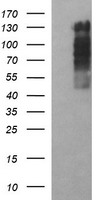 RAPGEF1 Antibody
