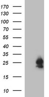 BID Antibody