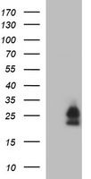 BID Antibody