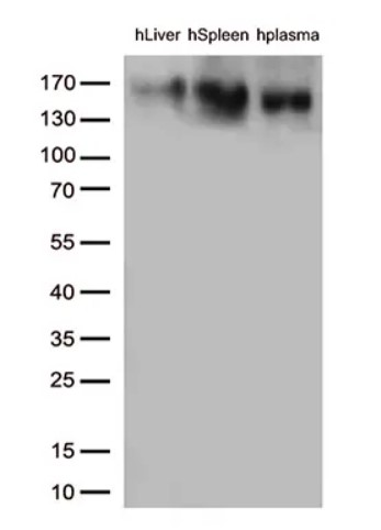 CD163 Antibody