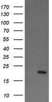 Apc11 Antibody