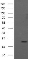 Apc11 Antibody
