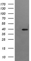 RFC4 Antibody