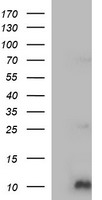 COX6C Antibody