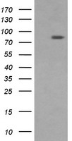 DNM1L Antibody