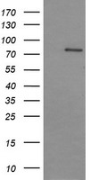 DNM1L Antibody