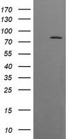 DNM1L Antibody