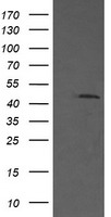 MEK1 Antibody
