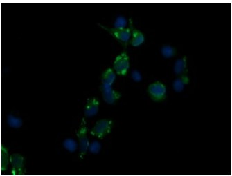 CD3E Antibody
