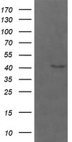 Parvin alpha Antibody
