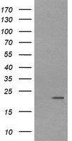 LZIC Antibody