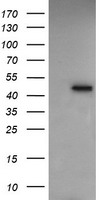 RASSF8 Antibody