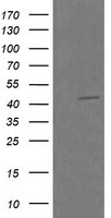 RASSF8 Antibody