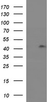 RASSF8 Antibody