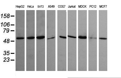 TRIM45 Antibody