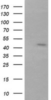 RNF39 Antibody