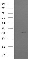 COPS6 Antibody