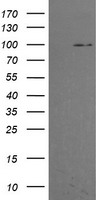 PIK3R5 Antibody