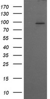 PIK3R5 Antibody