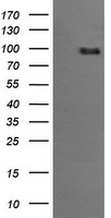 PIK3R5 Antibody