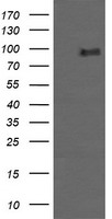 PIK3R5 Antibody