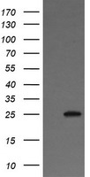 VTI1A Antibody