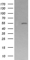 MDMX Antibody