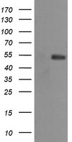 MDMX Antibody