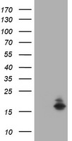 ATXN7L1 Antibody