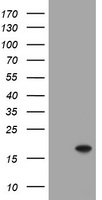 ATXN7L1 Antibody