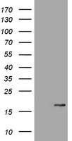 ATXN7L1 Antibody