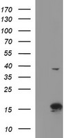 ATXN7L1 Antibody
