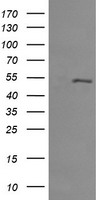 MDMX Antibody
