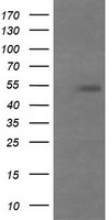 MDM4 Antibody