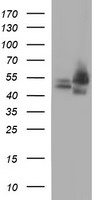C10orf7 Antibody