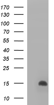 DDT Antibody