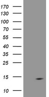 DDT Antibody