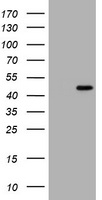 CDC123 Antibody