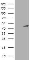 C10orf7 Antibody