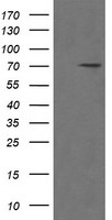 POGK Antibody