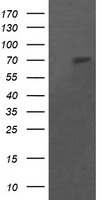 POGK Antibody