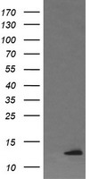 DDT Antibody