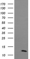 DDT Antibody