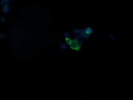 NIPSNAP2 Antibody