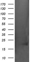 CRYAA Antibody