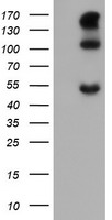 CA12 Antibody