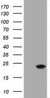 CRYAA Antibody